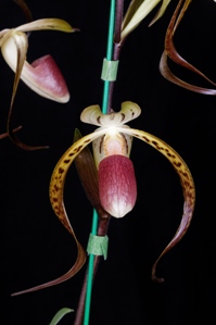 Paphiopedilum Memoria Joan Levy Darth Thornton AM/AOS 87 pts.